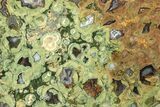 Polished Rainforest Jasper (Rhyolite) Slab - Australia #208187-1